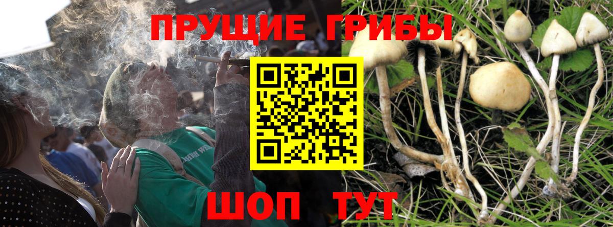 купить закладку  Псилоцибиновые грибы GOLDEN TEACHER  Псилоцибиновые грибы мицелий  Вход с VPN  Усть-Джегута 